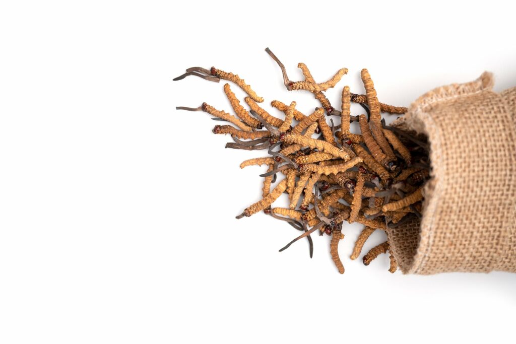 Cordyceps sinensis