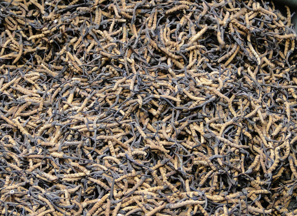Tibetská huba