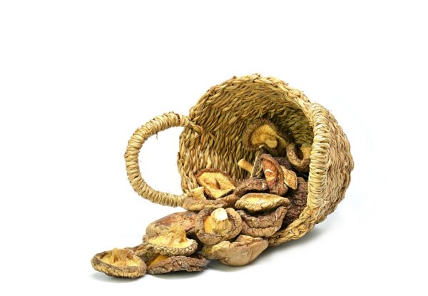 Shiitake