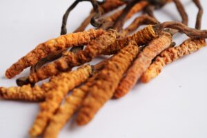 Huba Cordyceps a jej liečivé účinky