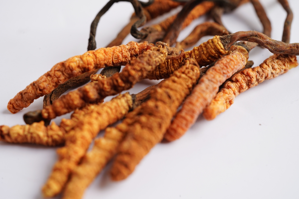 Cordyceps