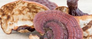 Reishi – podpora zdravia