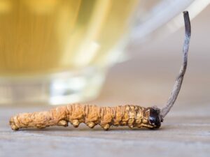 Ako pomáha žezlovka čínska – Cordyceps?