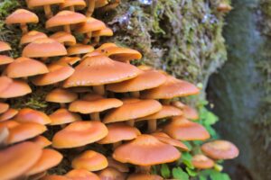 Mycélium a plodnica