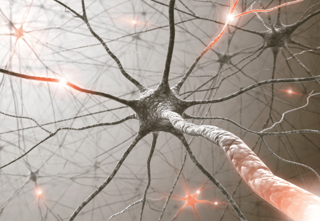 Vegetatívna nervová sústava